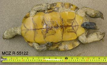 Media type: image; Herpetology R-55122